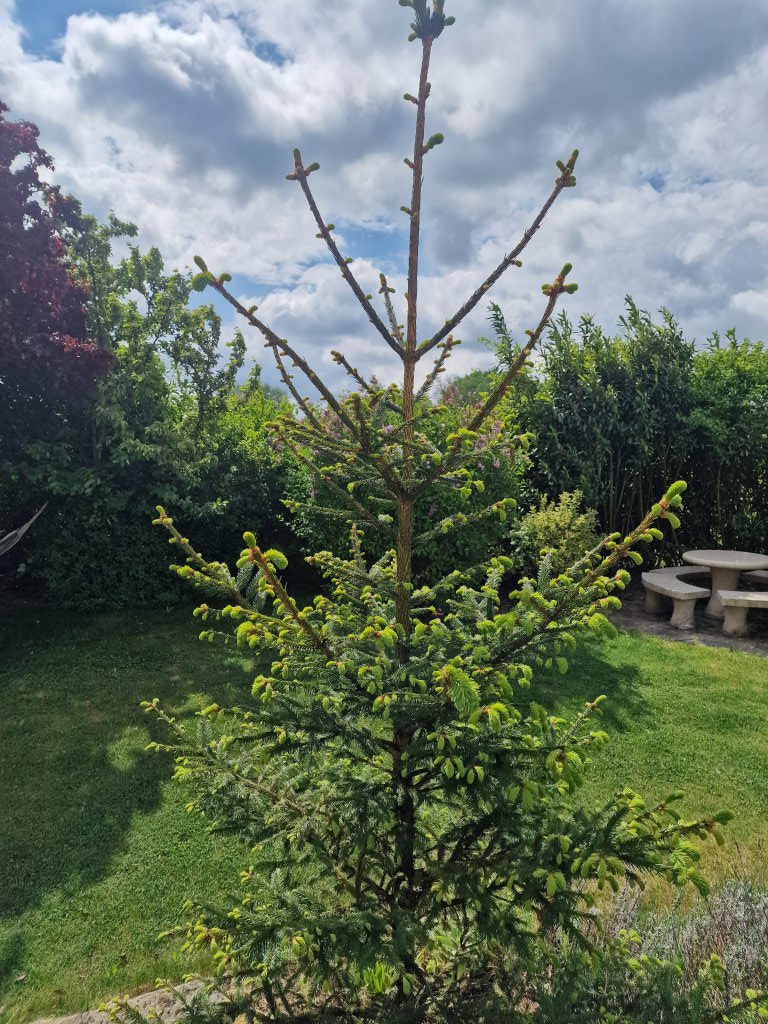Gemeine Fichte (Picea abies) nahe Seubersdorf