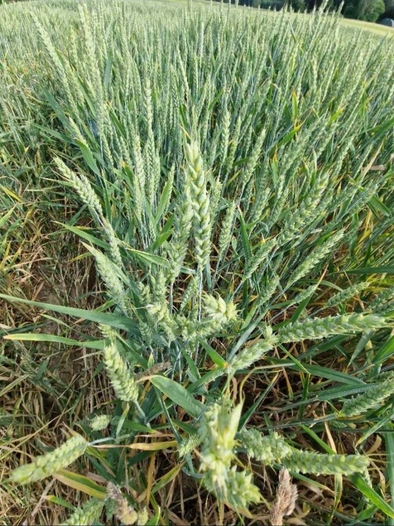 Saat Weizen (Triticum aestivum) in Seubersdorf