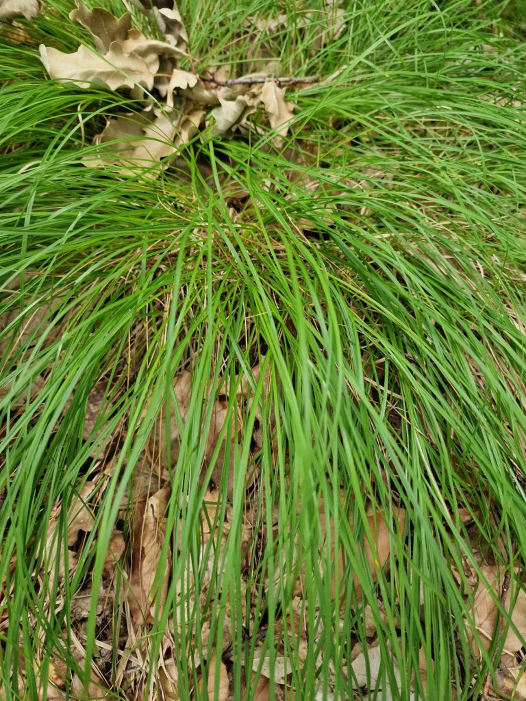 Berg-segge (Carex montana) Raum Kasendorf, Oberfranken