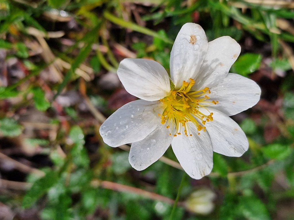 Weiße Silberwurz (Dryas octopetala) Raum Kasendorf, Oberfranken