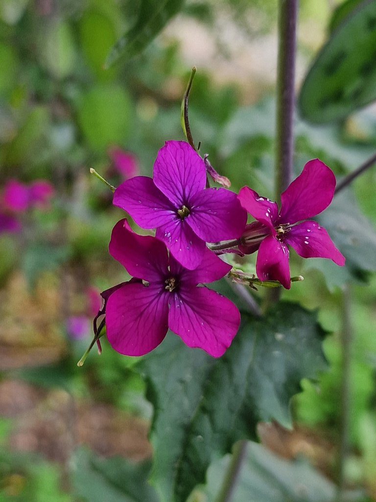 Einjähriges Silberblatt