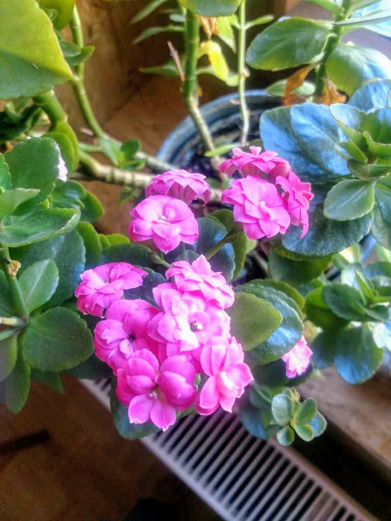 Flammendes Käthchen (Kalanchoe blossfeldiana) in Weidach