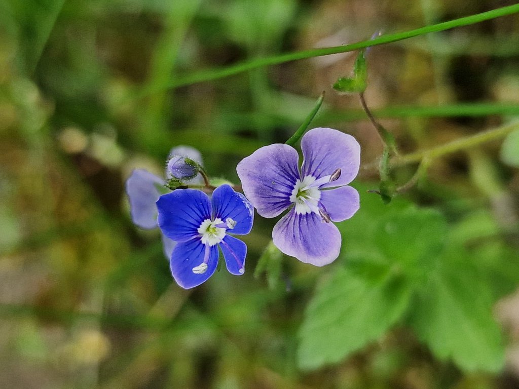 Gamander Ehrenpreis (Veronica chamaedrys) nahe Gaiganz