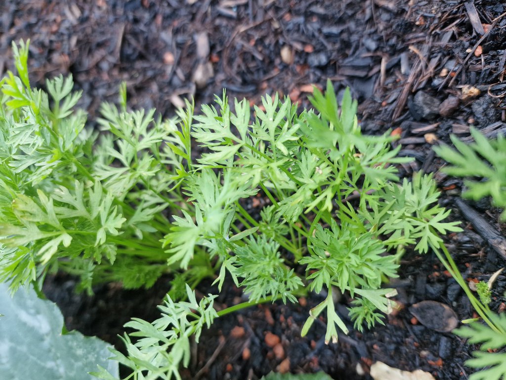 Möhre (Daucus carota) in Seubersdorf