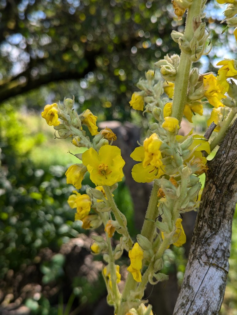 Windblumen-Königskerze (Verbascum phlomoides) in Weidach