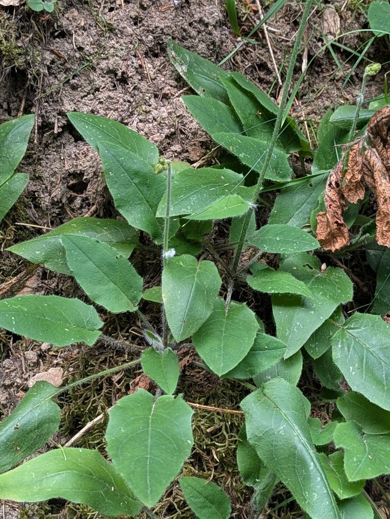 Habichtskraut (Hieracium) in Weidach Callenberger Forst