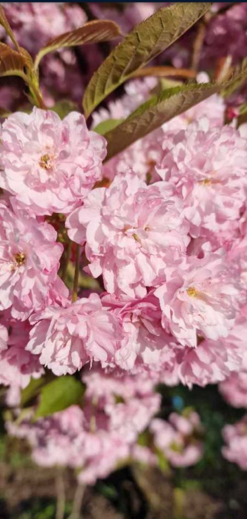 Japanische Blütenkirsche (Prunus serrulata) Raum Kasendorf, Oberfranken