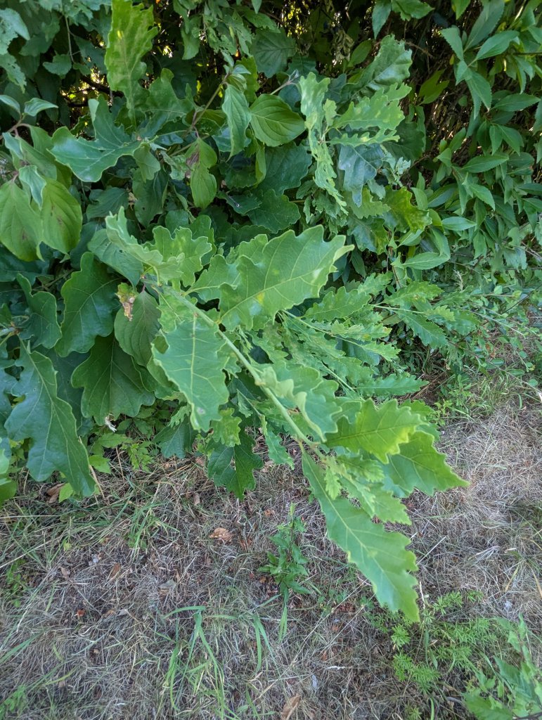 Stiel-Eiche (Quercus robur) in Weidach