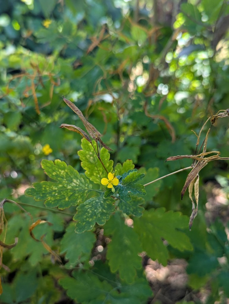 Schöllkraut (Chelidonium majus) in Weidach