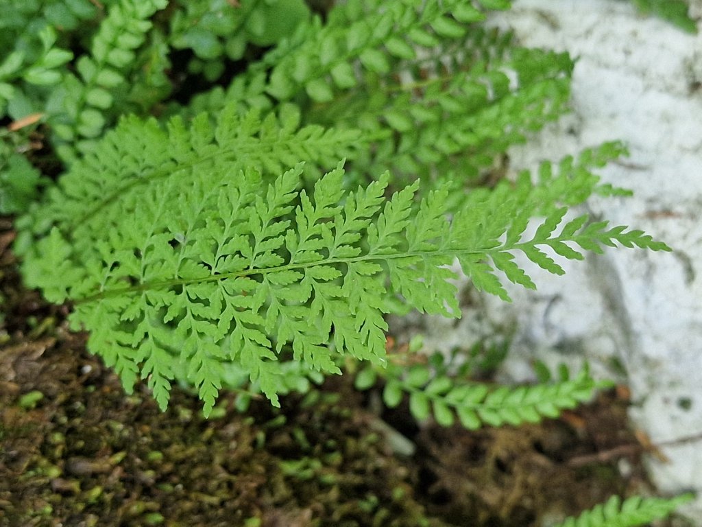 Zerbrechlicher Blasenfarn