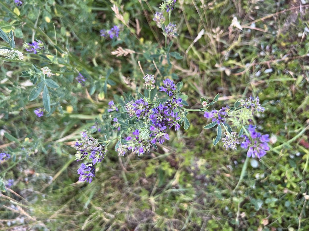 Luzerne (Medicago sativa) Raum Kasendorf, Oberfranken
