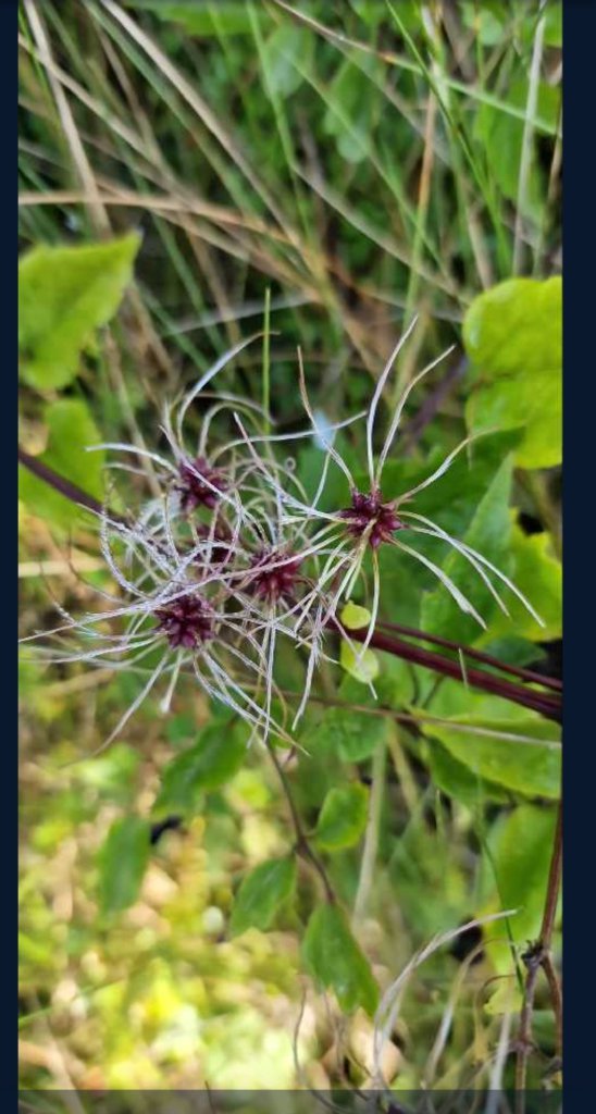 Gewöhnliche Waldrebe (Clematis vitalba) in Seubersdorf