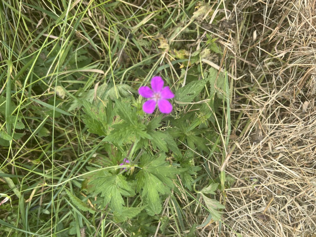 Sumpf-Storchschnabel