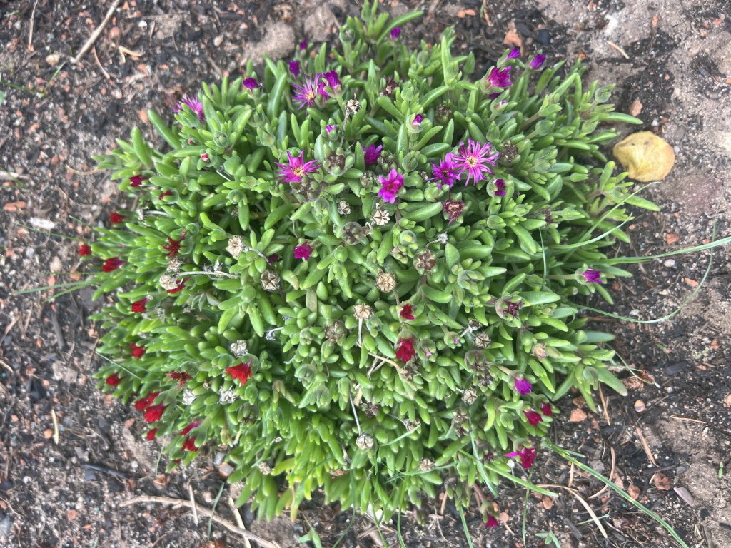 Hardy iceplant (Delosperma cooperi) in Döllnitz