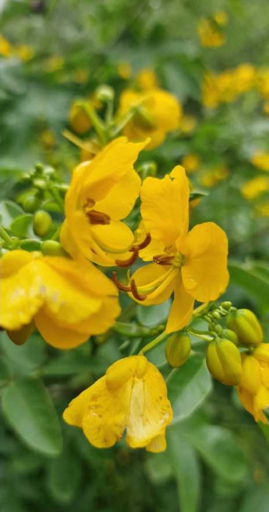 Stink-Kassie (Senna occidentalis) Raum Kasendorf, Oberfranken