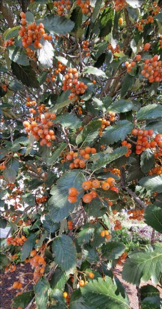 Schwedische Mehlbeere (Sorbus intermedia) Raum Kasendorf, Oberfranken