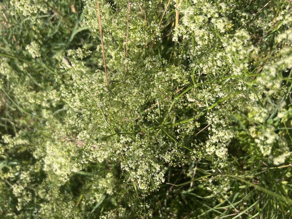 Wiesen-Labkraut (Galium mollugo) Raum Kasendorf, Oberfranken