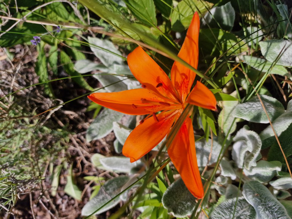 Feuer-Lilie (Lilium bulbiferum) Raum Kasendorf, Oberfranken