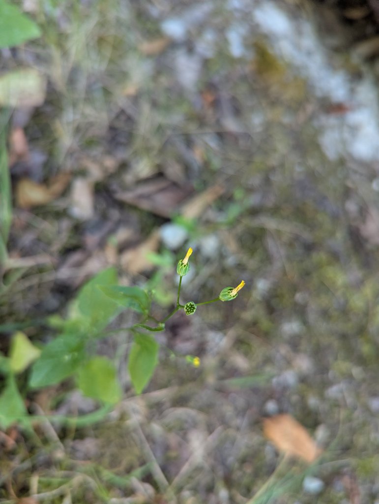 Gewöhnlicher Rainkohl (Lapsana communis) in Weidach