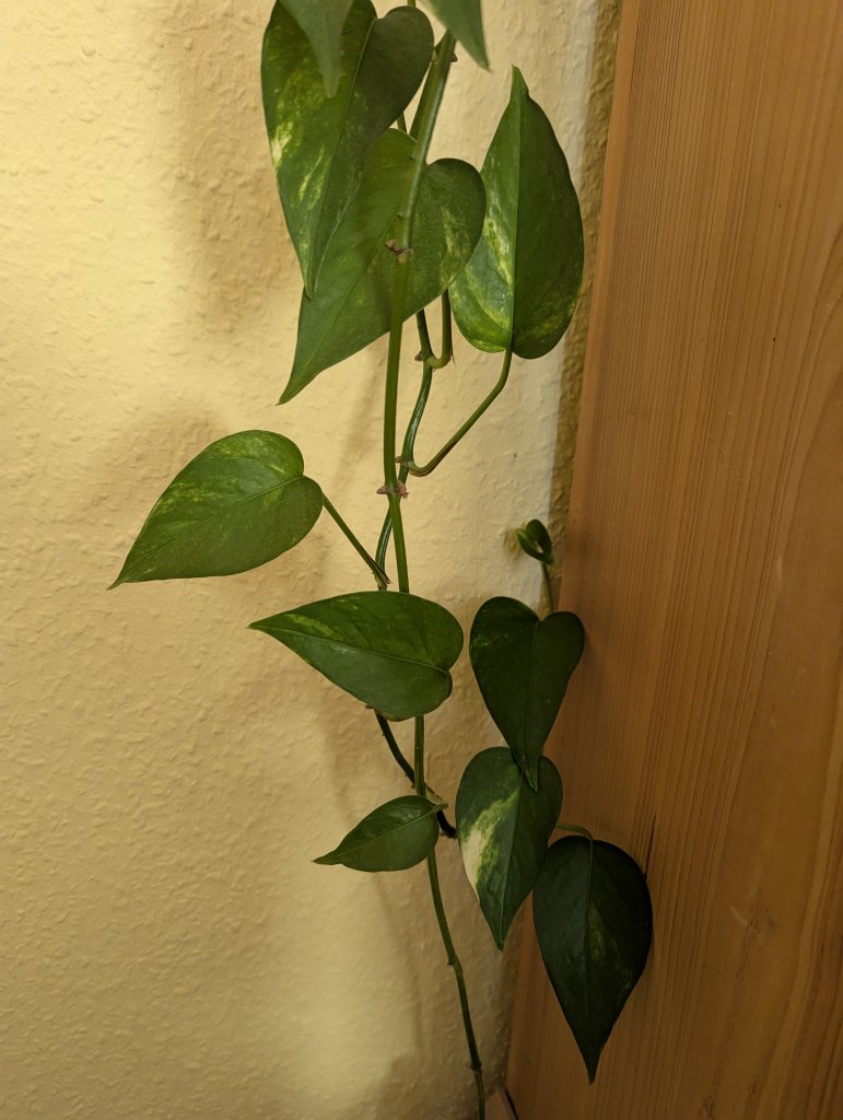 Goldene Efeutute (Epipremnum aureum) in Weidach