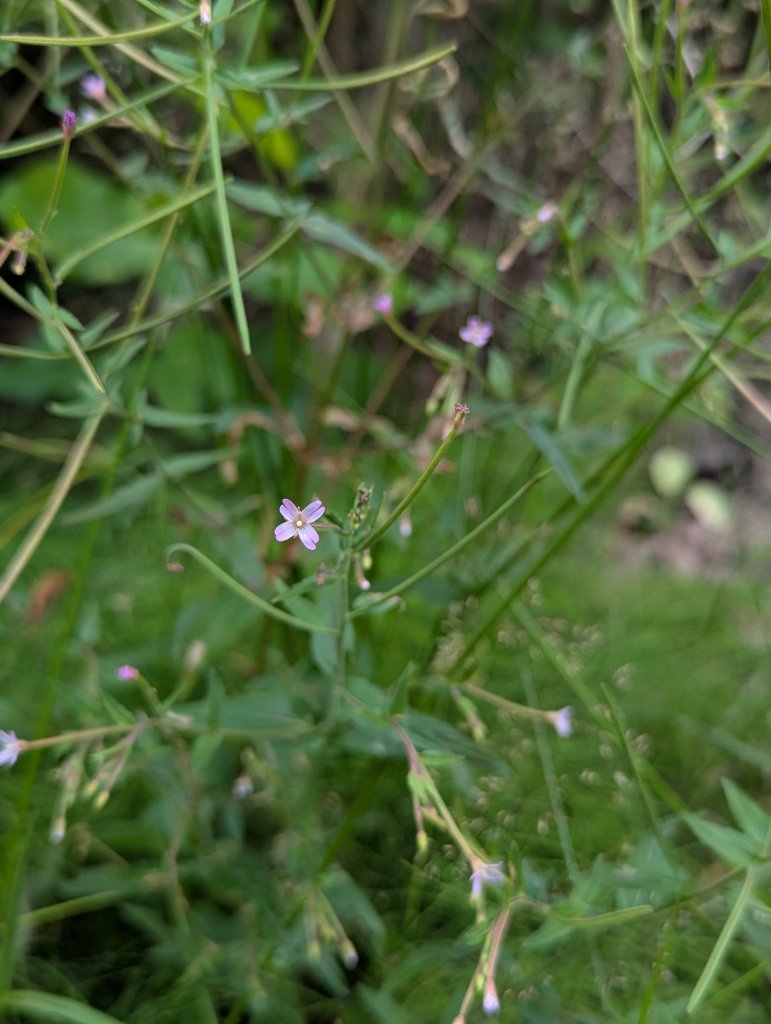 Drüsiges Weidenröschen (Epilobium parviflorum) in Weidach Callenberger Forst