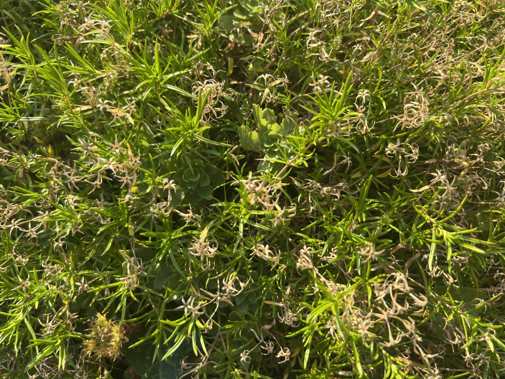 Moos-Phlox (Phlox subulata) Raum Kasendorf, Oberfranken