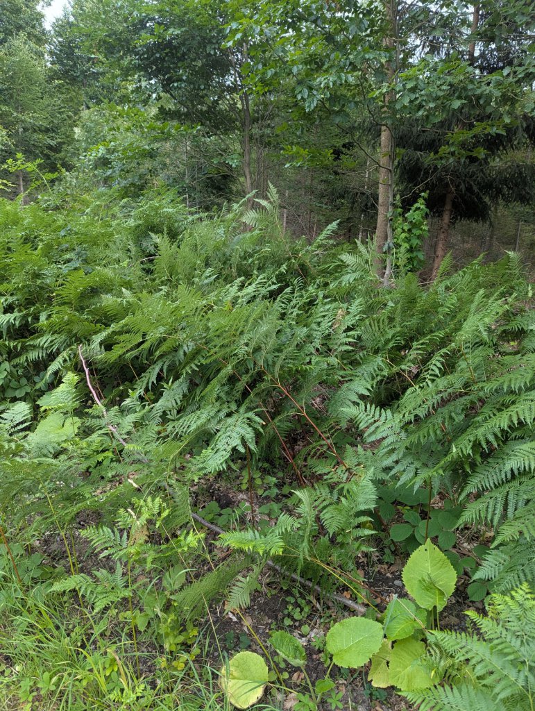 Adlerfarn (Pteridium aquilinum) in Weidach Callenberger Forst