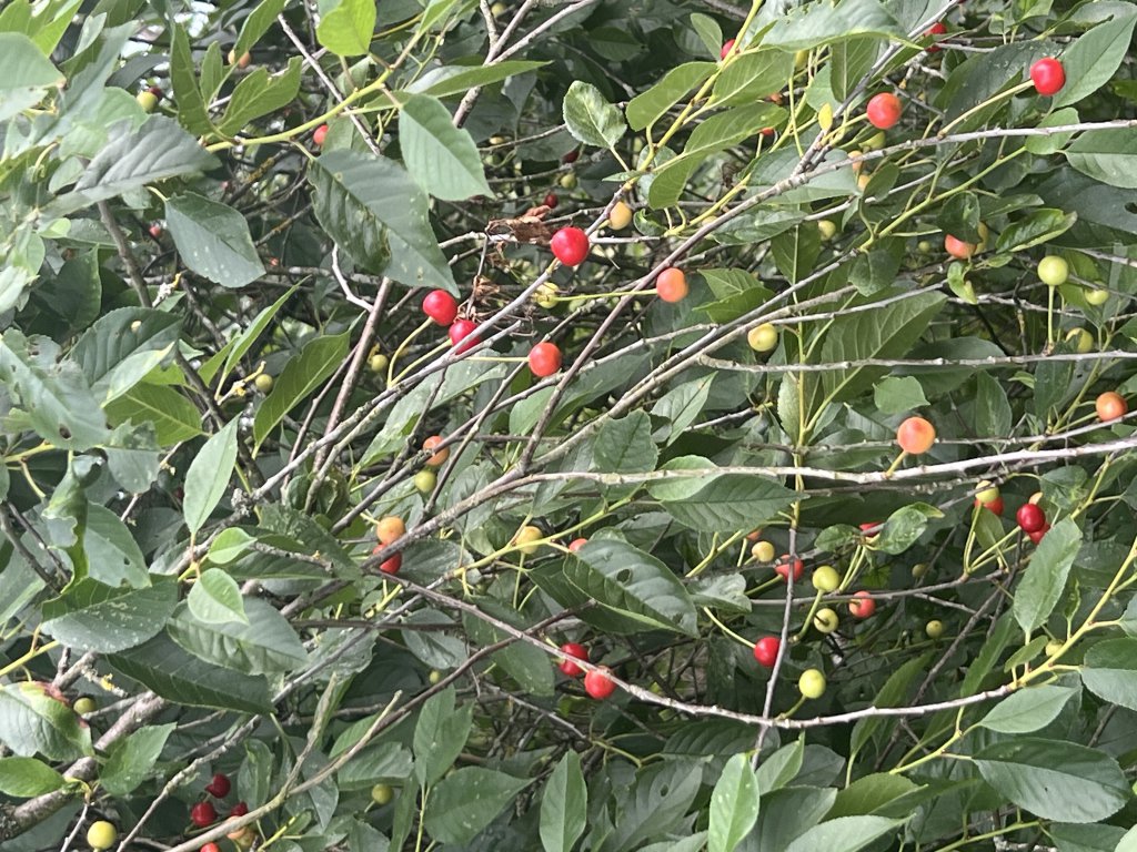 Sauerkirsche (Prunus cerasus) Raum Kasendorf, Oberfranken