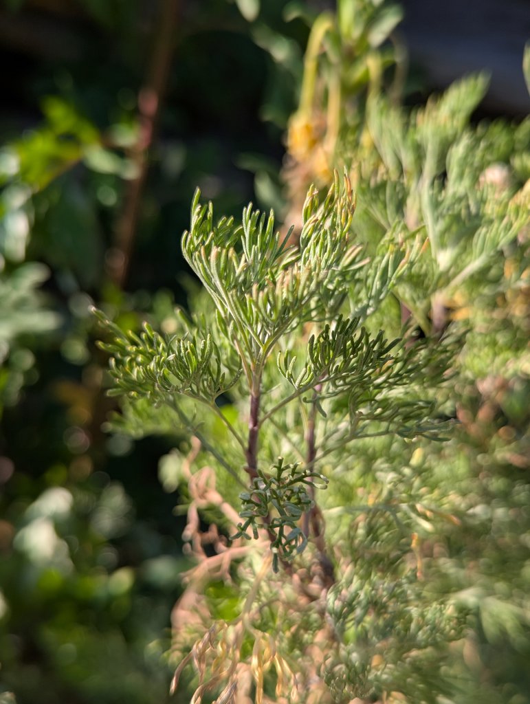 Eberraute (Artemisia abrotanum) in Weidach
