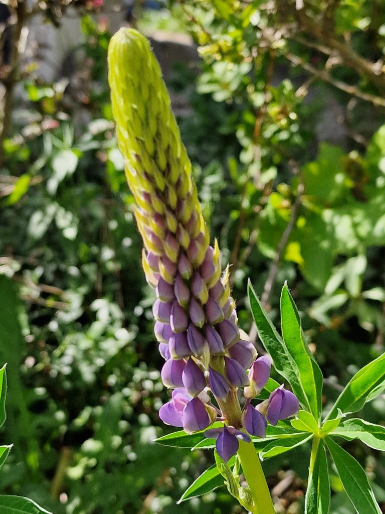 Vielblättrige Lupine