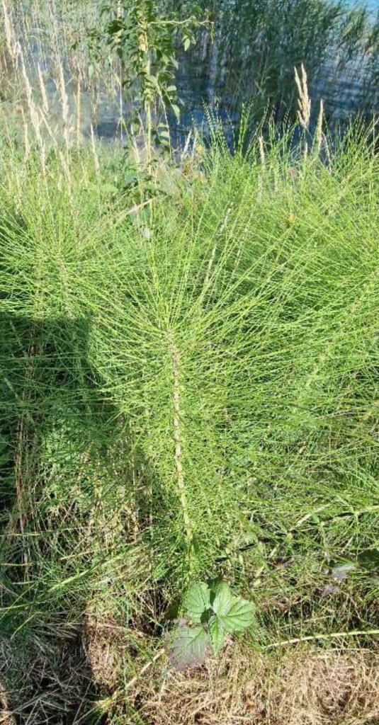 Riesen-Schachtelhalm (Equisetum telmateia) Raum Kasendorf, Oberfranken