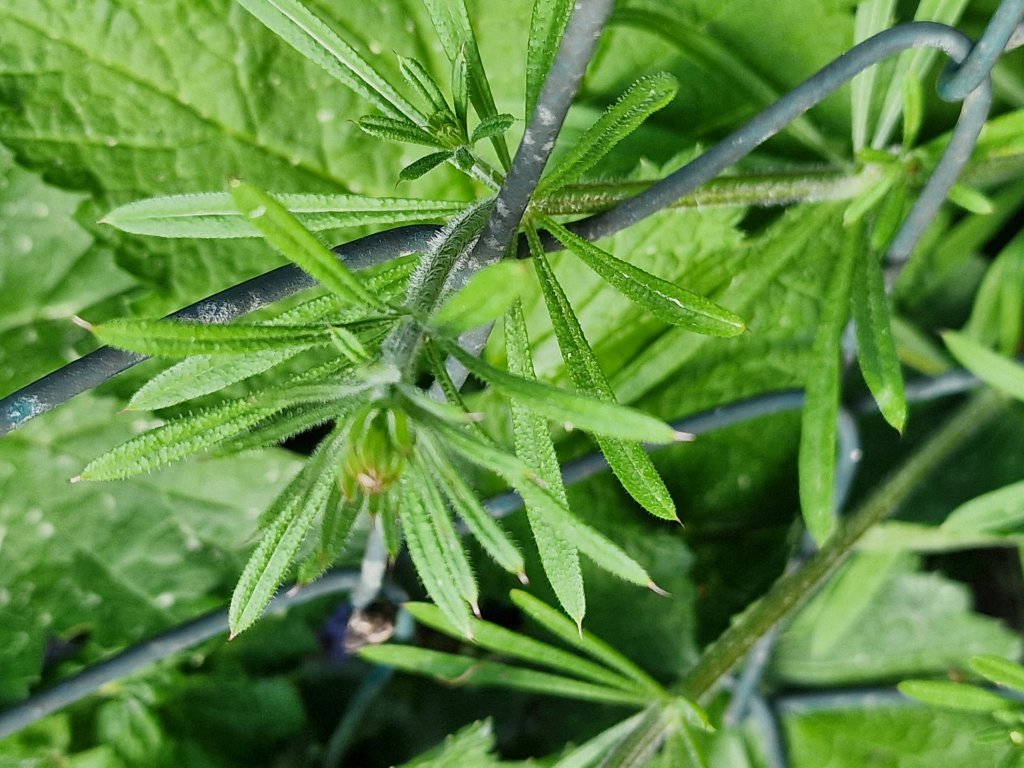 Kletten Labkraut (Galium aparine) nahe Seubersdorf