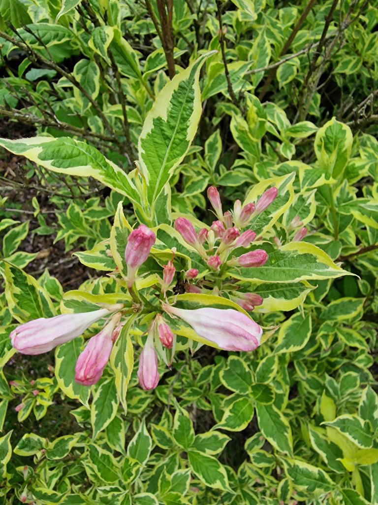Liebliche Weigelie (Weigela florida) nahe Seubersdorf