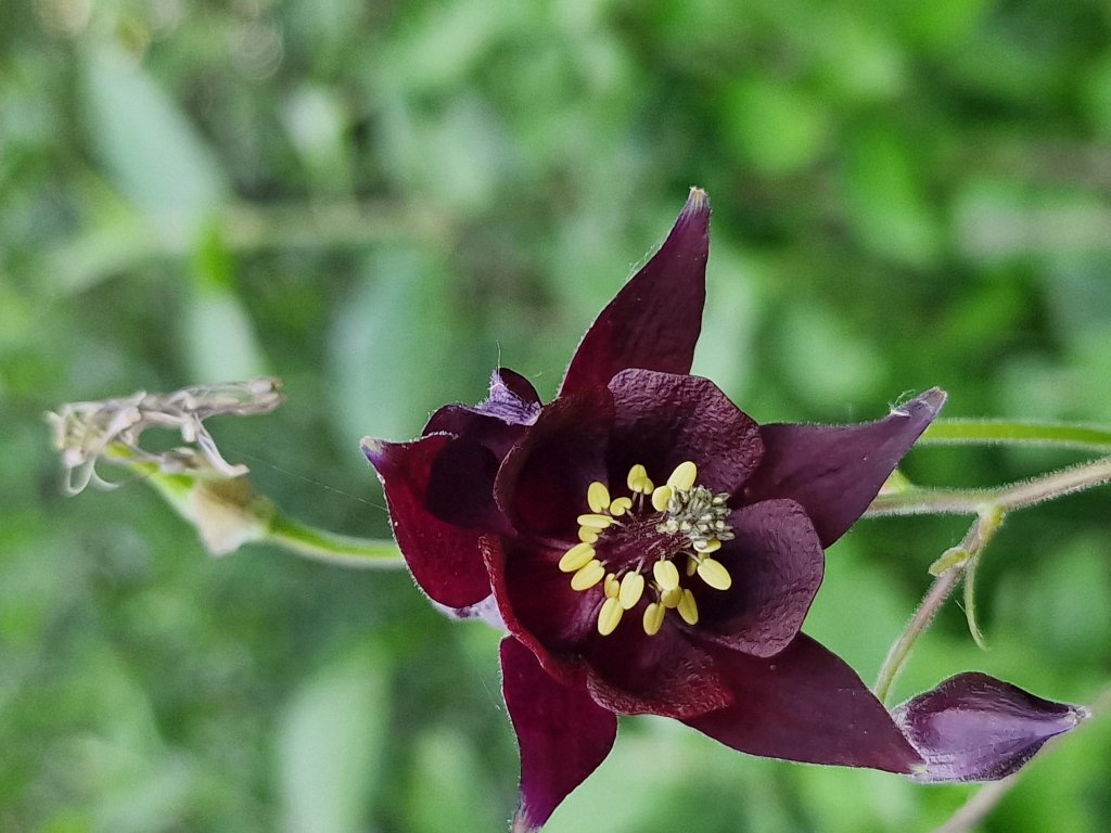 Gewöhnliche Akelei (Aquilegia vulgaris) Raum Kasendorf, Oberfranken