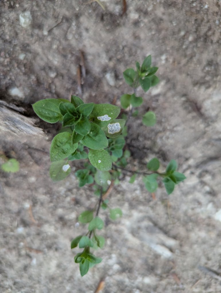 Dreinervige Nabelmiere