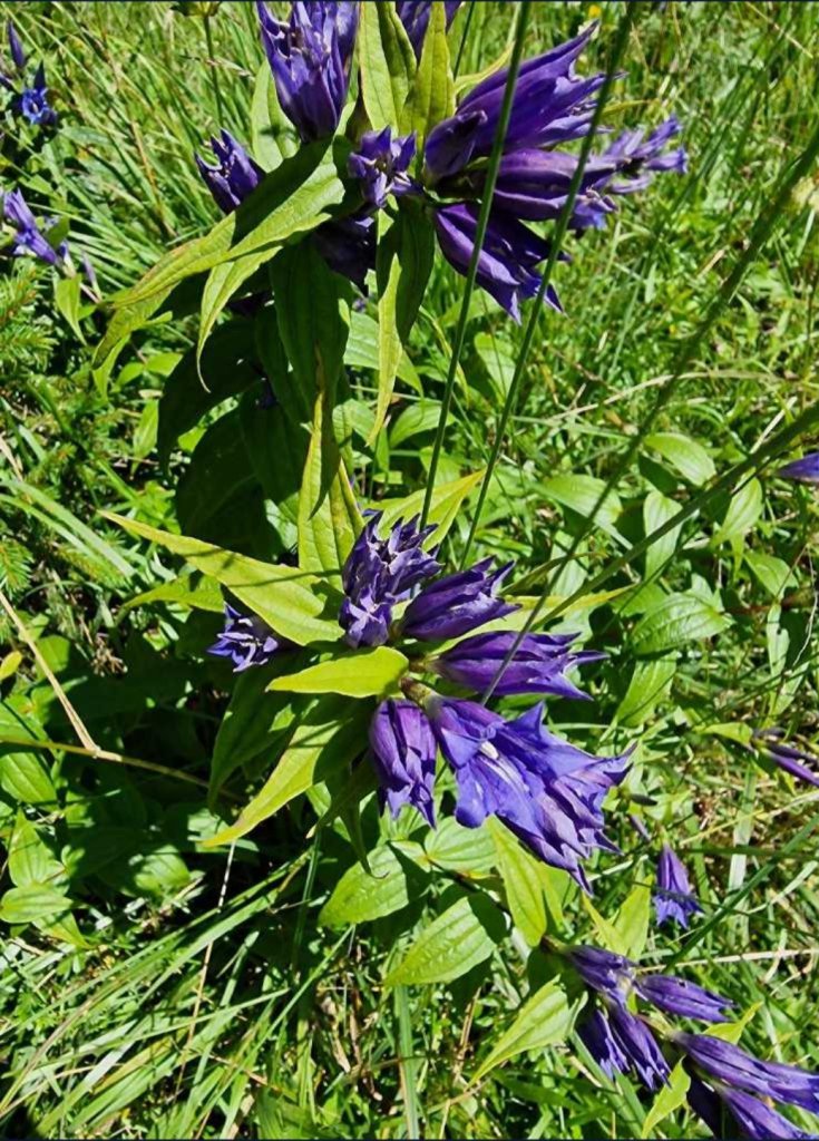 Schwalbenwurz-Enzian (Gentiana asclepiadea) Raum Kasendorf, Oberfranken