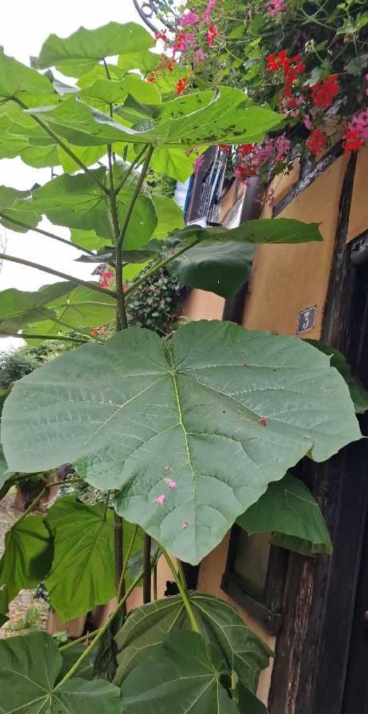 Blauglockenbaum (Paulownia tomentosa) Raum Kasendorf, Oberfranken