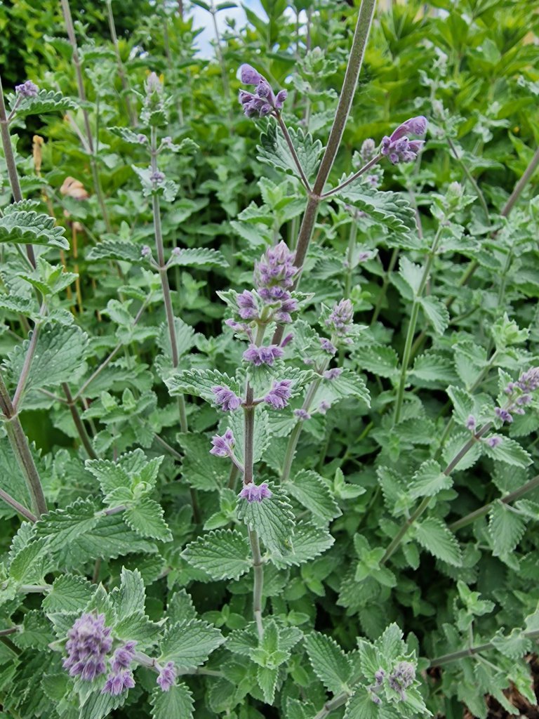 Katzenminze (Nepeta) nahe Seubersdorf