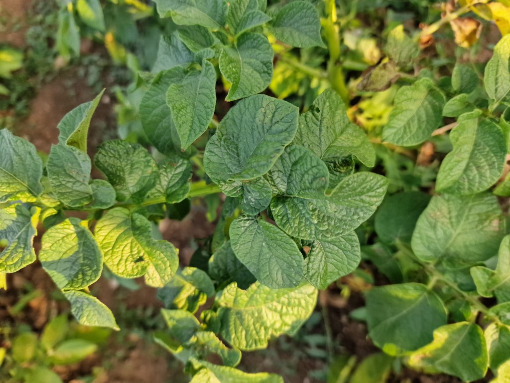 Kartoffel (Solanum tuberosum) in Seubersdorf
