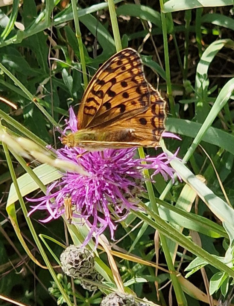 Skabiosen-Flockenblume (Centaurea scabiosa) Raum Kasendorf, Oberfranken