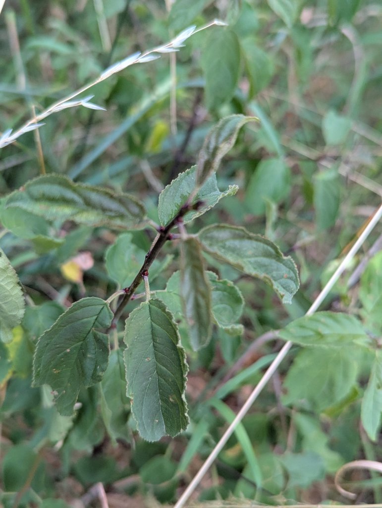 Purgier-Kreuzdorn (Rhamnus cathartica) in Weidach