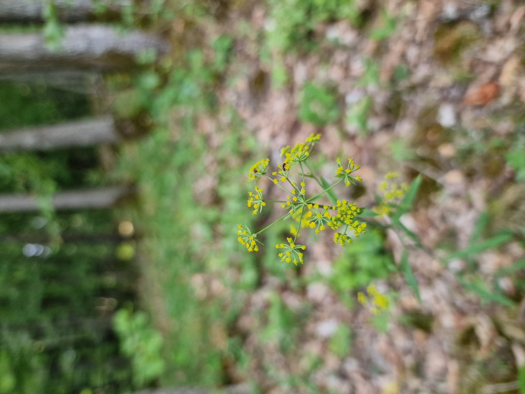 Sichelblättriges Hasenohr