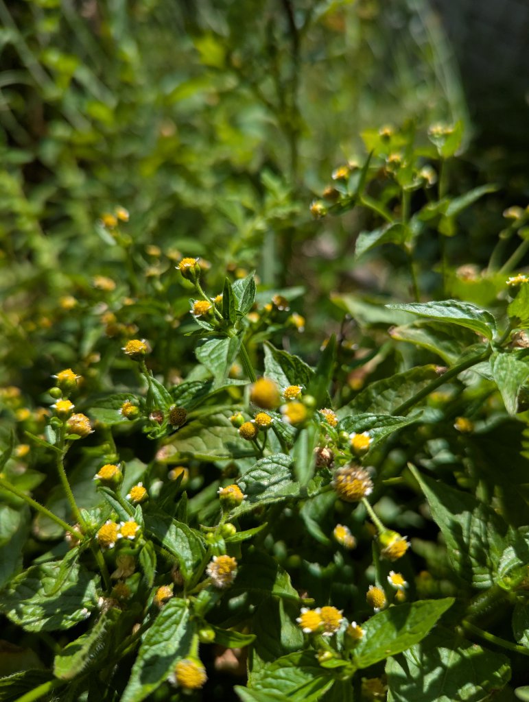 Kleinblütiges Franzosenkraut (Galinsoga parviflora) in Weidach