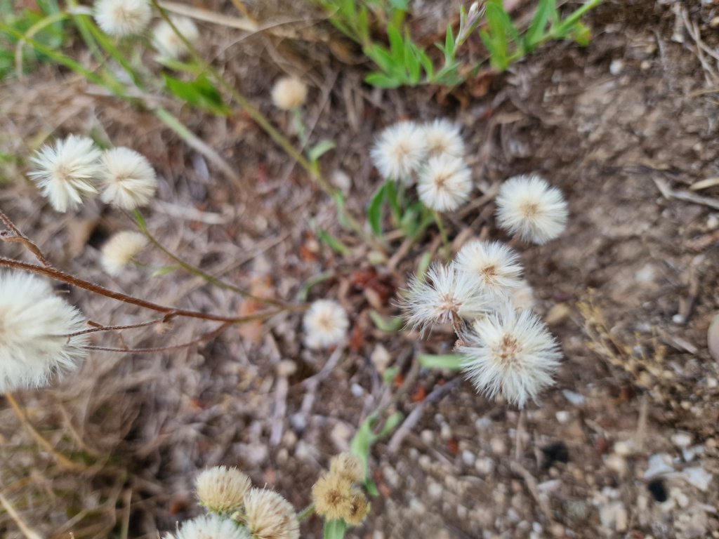 Scharfes Berufkraut (Erigeron acris) in Seubersdorf