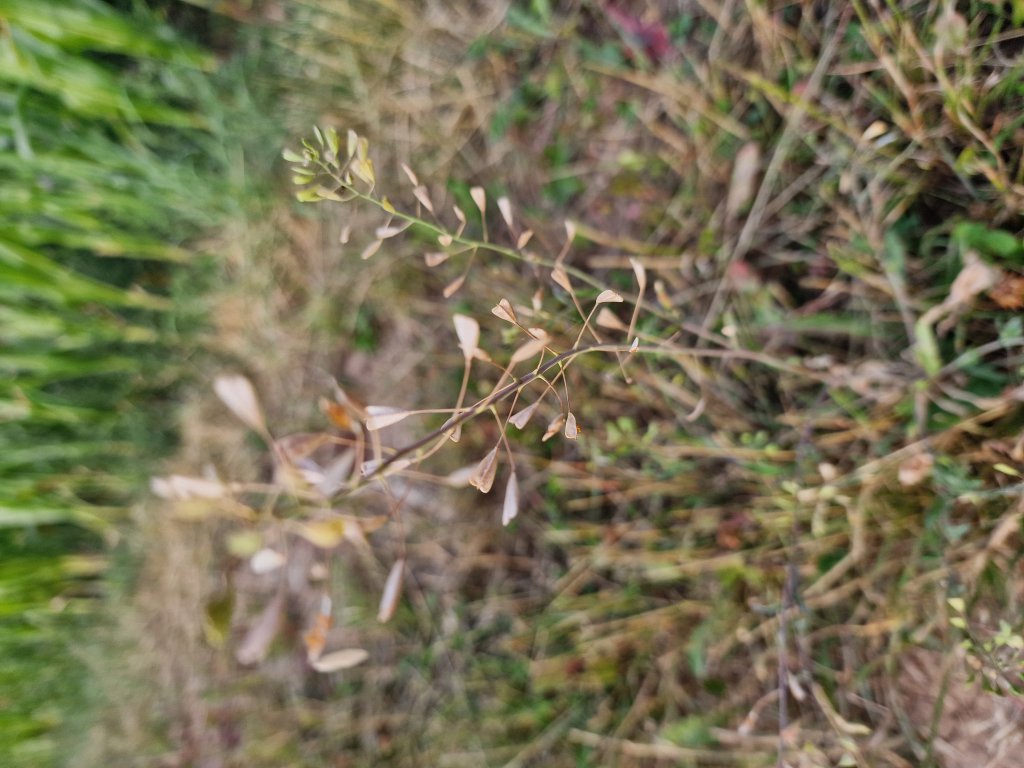 Gewöhnliches Hirtentäschel