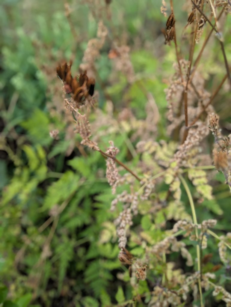 Süßdolde (Myrrhis odorata) in Weidach
