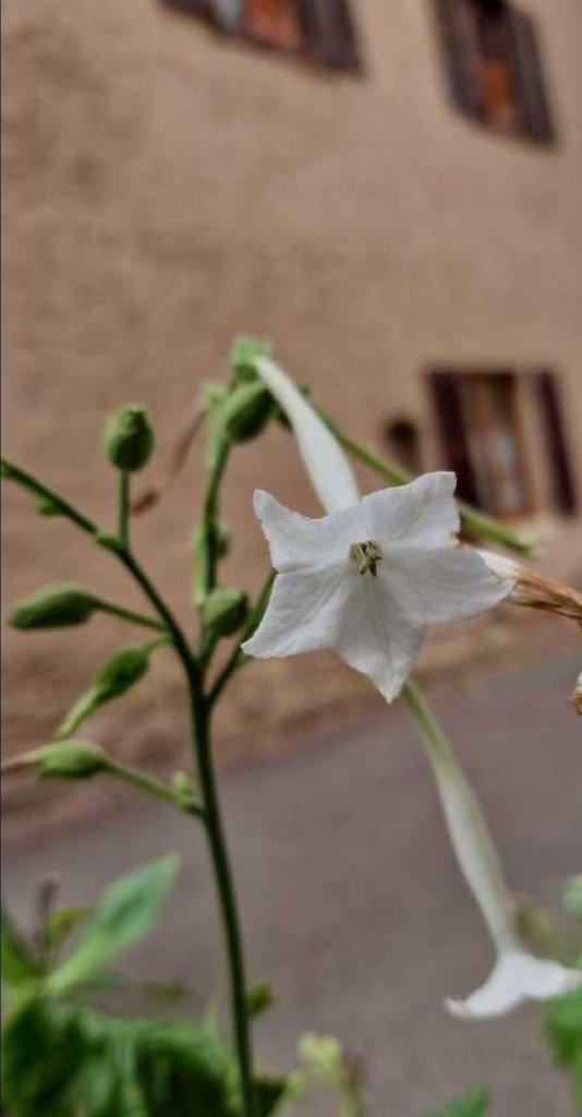 Waldtabak (Nicotiana sylvestris) Raum Kasendorf, Oberfranken