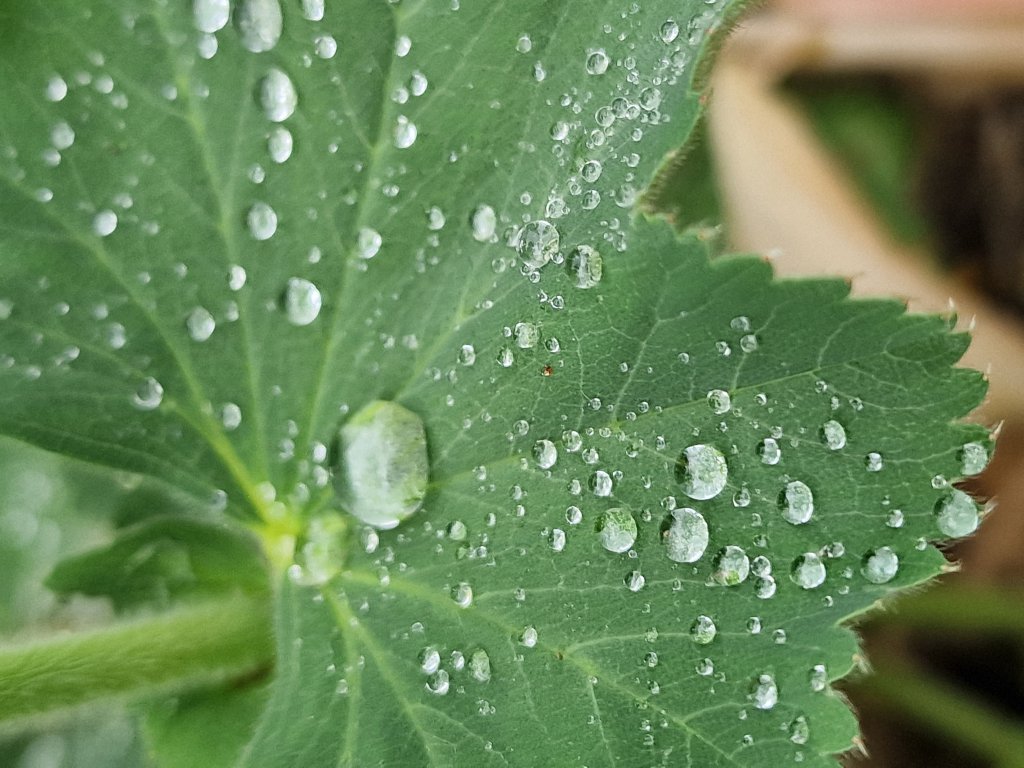 Weicher Frauenmantel