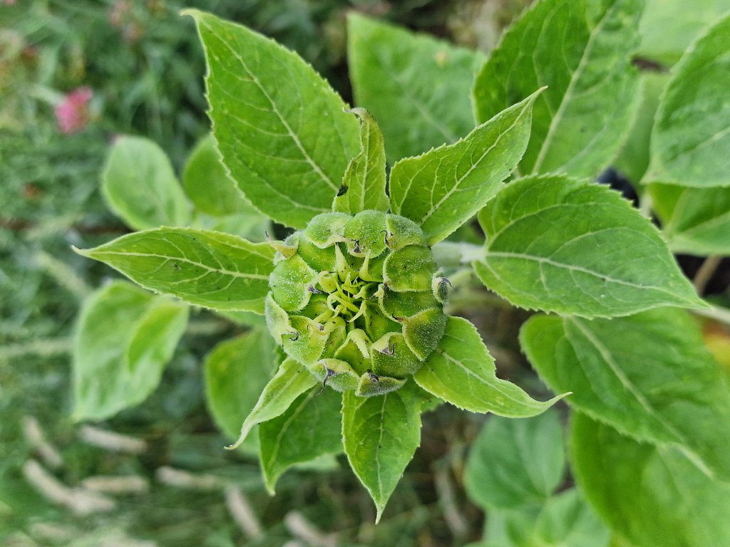 Gewöhnliche Sonnenblume (Helianthus annuus) Raum Kasendorf, Oberfranken