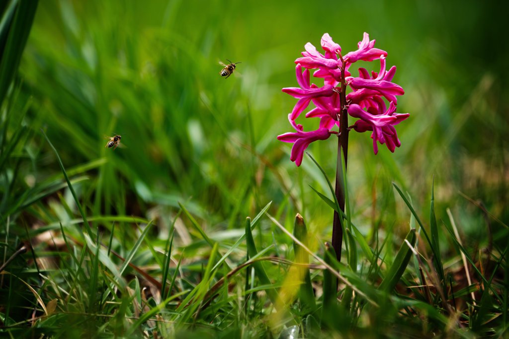 Gartenhyazinthe (Hyacinthus orientalis) in Bayreuth